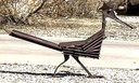 Mile High Roadrunner 2