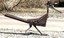Mile High Roadrunner 2