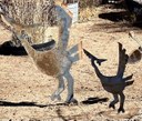 Mile High Roadrunner
