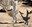Mile High Roadrunner