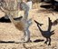 Mile High Roadrunner
