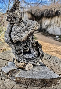 A gnarled, knobby piece of wood placed on a wood platform.