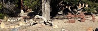 A front yard in Nob Hill with a tree and several stone cairn, one out of large, smooth river stones, and two out of rough, jagged red lava rock.