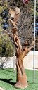 Pueblo Alto Eagle