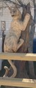 Pueblo Alto Mountain Lion