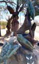 Pueblo Alto Turtle