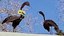 Ridgecrest Bird