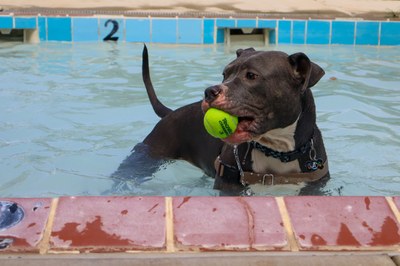 Montgomery Pool Doggy Paddle