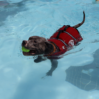 Montgomery Pool Doggy Paddle