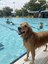 Rio Grande Doggy Paddle - Sold Out!