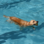 Rio Grande Pool Doggy Paddle