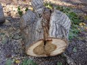 dead Cottonwood tree pic