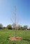 Snow Park Tribute Tree (West)