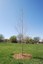Snow Park Tribute Tree (West)