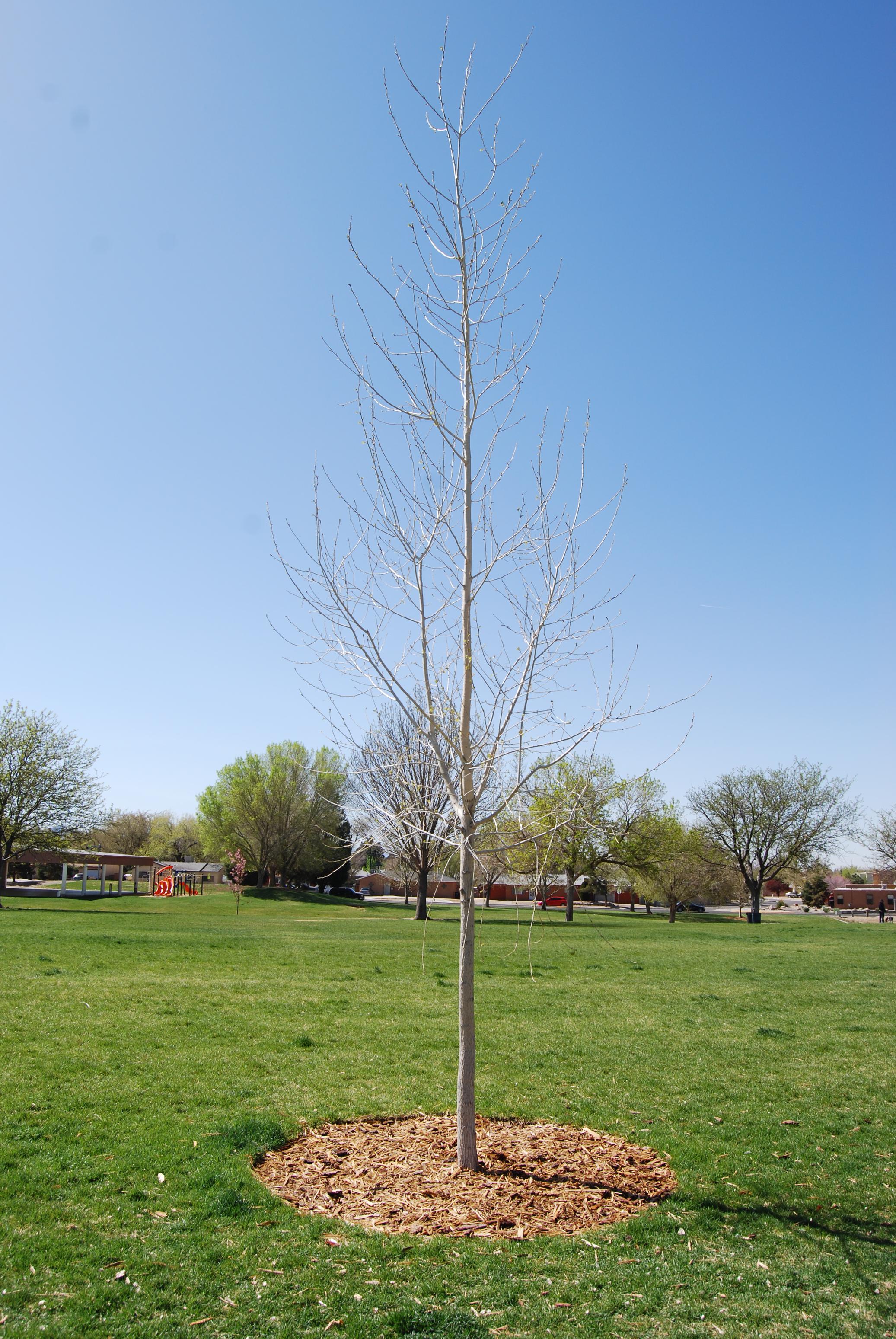 Snow Park Tribute Tree (West)