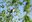 2025 CNP Ash-throated Flycatcher