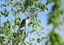 2025 CNP Ash-throated Flycatcher