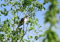 A Flycatcher surveying from a tree