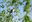2025 CNP Ash-throated Flycatcher