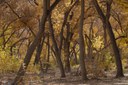 Bosque Section Block