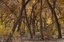 Bosque Section Block