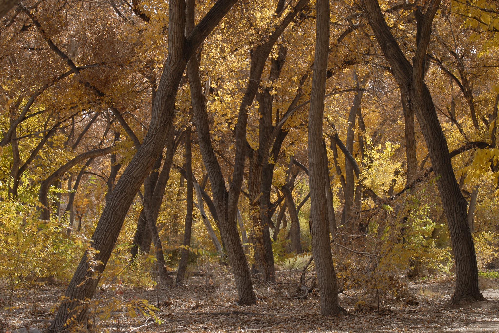 Bosque Section Block