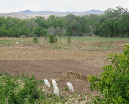 2025 CNP four Cattle Egrets