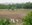 2025 CNP four Cattle Egrets
