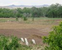 2025 CNP four Cattle Egrets