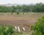 2025 CNP four Cattle Egrets