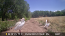 2025 CNP wildlife cam egret