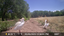 2025 CNP wildlife cam egret