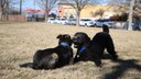 Dog Parks Section Block