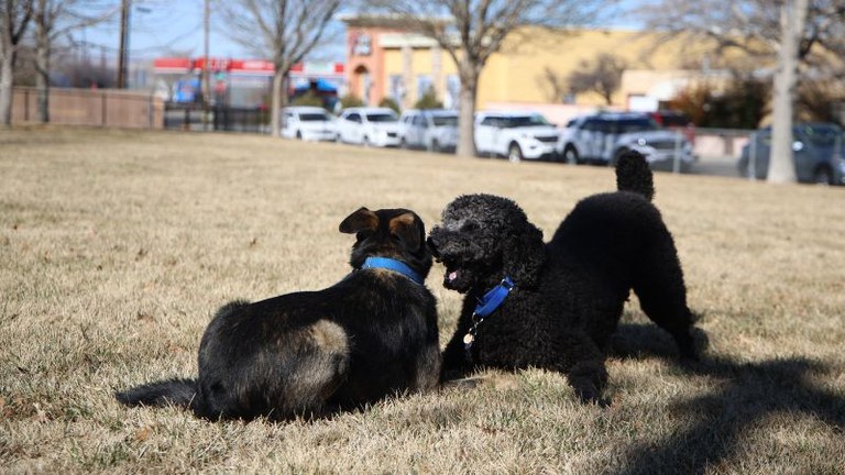 Dog Parks Section Block
