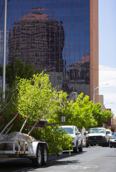 Trees lining a street with the reflection of a building in the glass of another building.