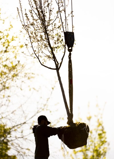 A sillouhette of a man guiding a tree being lowered to the ground on a chain.