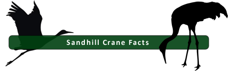 OSVC Crane facts
