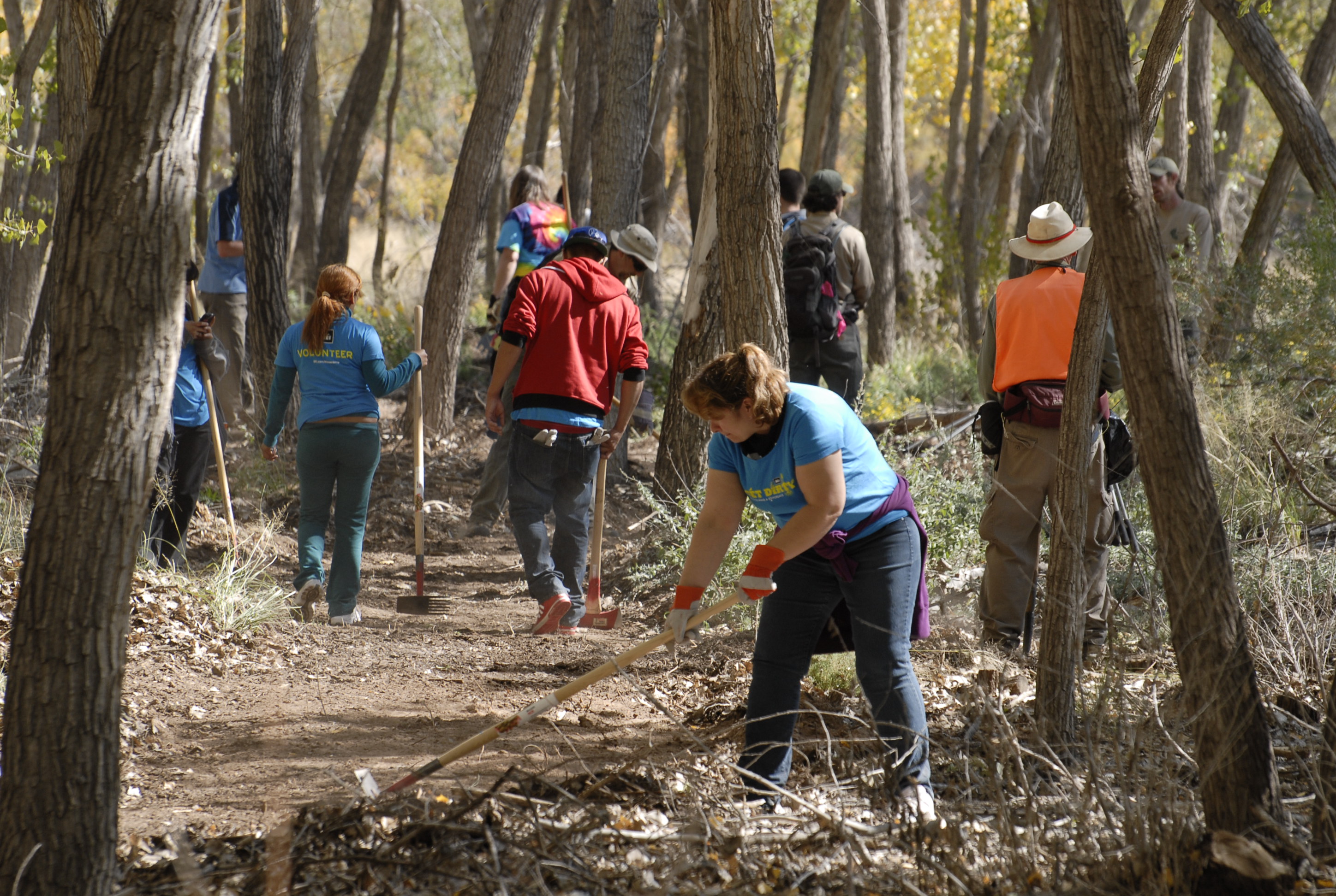 A group of volunteers using axes and hoes to maintain a trail in the woods.