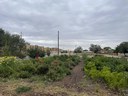 Local Ag- PFTH Farm in production