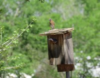 A male and female Eastern Bluebird build their nest