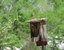 A male and female Eastern Bluebird build their nest