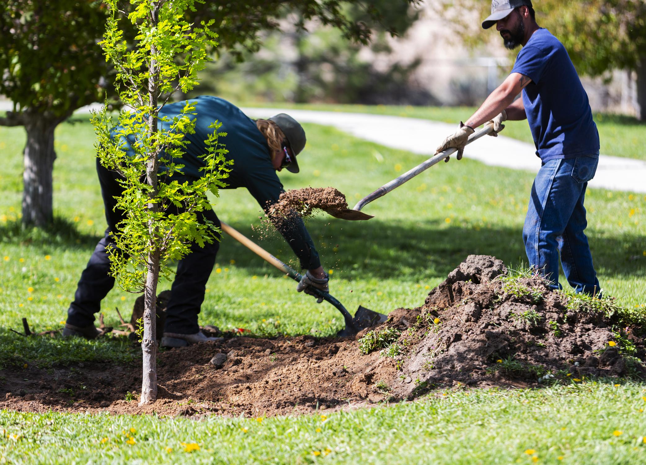 Two workers digging a hole for a sapling.