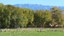 Sandhill Cranes graze with Canada Geese