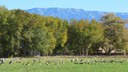 Sandhill Cranes graze with Canada Geese
