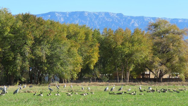 Sandhill Cranes graze with Canada Geese