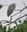 2025 CNP Great Blue Heron
