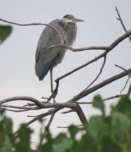 2025 CNP Great Blue Heron