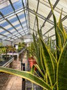 Greenhouse Plants