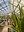 Greenhouse Plants