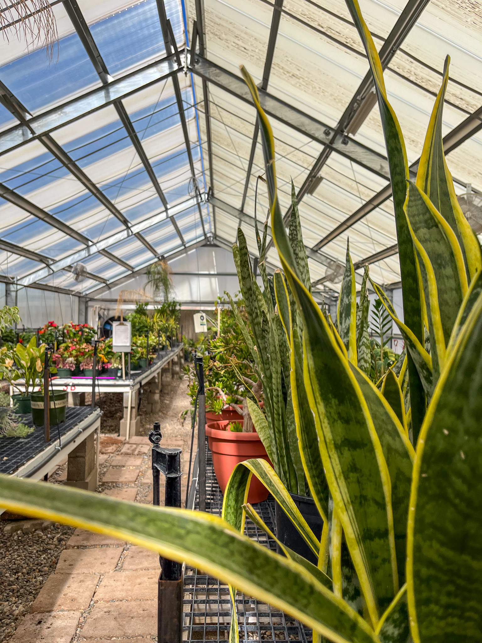 Greenhouse Plants